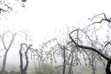 empty apple garden and fog