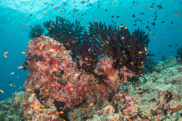 Naklejka na ściany i meble Tropical fish swimming around colorful reef formations