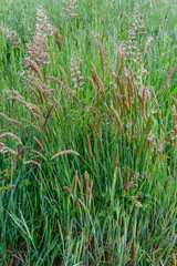 Holcus lanatus. Plantas de heno blanco en la pradera.