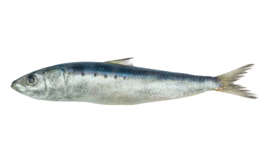 Sardine fish isolated on white background