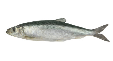 Fresh herring fish isolated on white background
