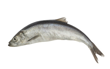 Herring fish isolated on white background