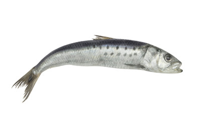 Sardine fish isolated on white background
