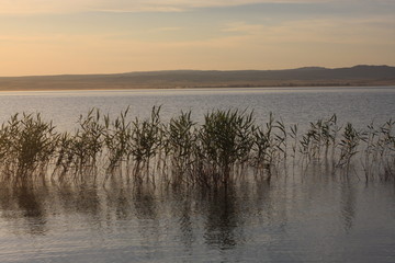 Grass, bushes and tree inside of the lake