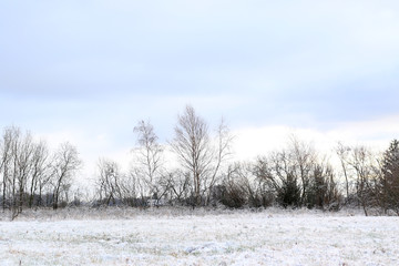 bare trees and snow on grass