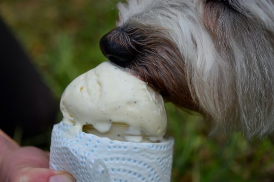 Close-up Of Dog Eating Ice Cream