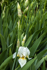 Fototapeta premium White cockerel iris flowers in high leaves. Colorful spring landscape
