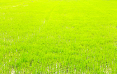 Obraz na płótnie Canvas New plant rice field