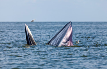 Fototapeta premium Bryde's whale in Thailand