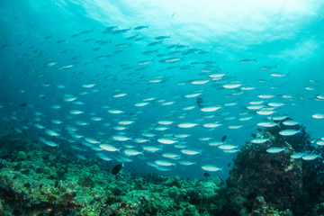 Schools of fish swimming over the reef in crystal clear blue water