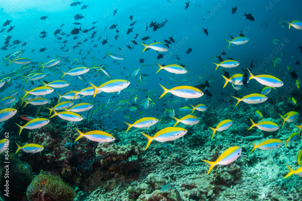 Wall mural School of fish swimming around coral reef