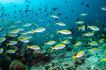 Naklejka na ściany i meble School of fish swimming around coral reef