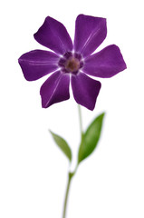 Beautiful delicate purple periwinkle flower on a white background