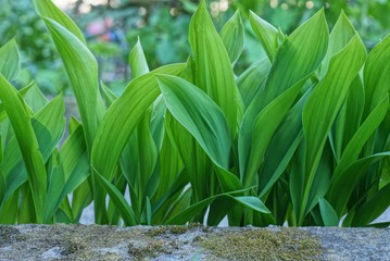 plant texture from a series of green leaves of lilies of the valley on gray stone 