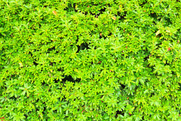 Green leaves background texture.