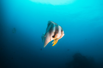 School of bat fish swimming in the wild among coral reef