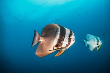 School of bat fish swimming in the wild among coral reef