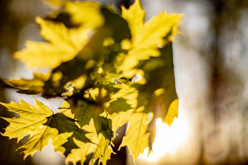 Oak leaves through sunray