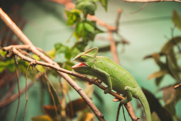 Close up picture of green chameleon in reptile garden on green background as jungle forest and imagination of nature concept. Tropical hunting animal with open mouth on tree branch.
