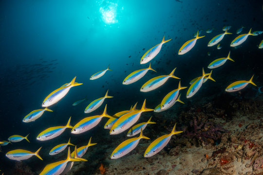 Schools of fish swimming over the reef in crystal clear blue water