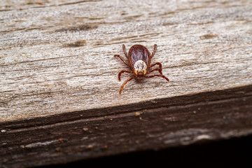 mite