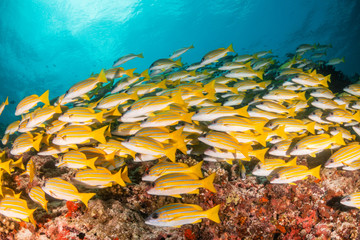 Fototapeta na wymiar School of yellow snappers swimming together among the reef