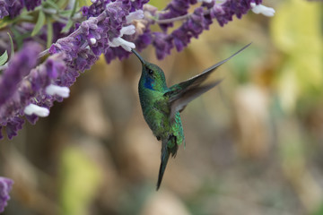 Green Violet-ear (Colibri thalassinus) hummingbird in flight isolated on a green background in Costa Rica