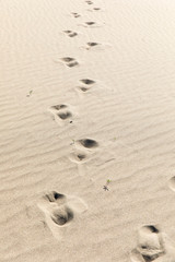 footprints in sand, iztuzu beach, dalyan, turkey.