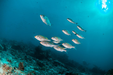 Schools of fish swimming over the reef in crystal clear blue water