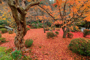 Japanese garden in autumn.