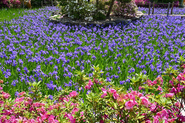 池の中に咲く、かきつばた