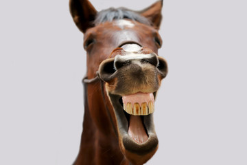 Young mare yawn in riding hall on a funny picture