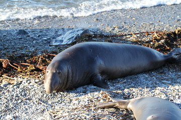 Cute elephant seals on the beach in USA, California