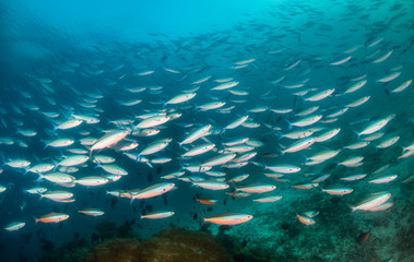 School of small fish being hunted by large fish in clear blue water