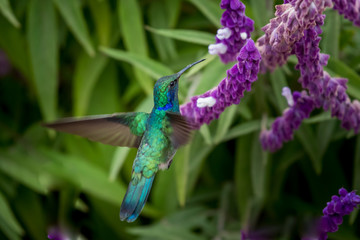Green Violet-ear (Colibri thalassinus) hummingbird in flight isolated on a green background in Costa Rica © vaclav