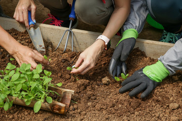 Group of people working in the greenhouse vegetable garden. Healthy organic food production , local...