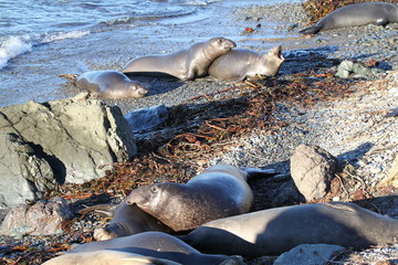 Cute elephant seals on the beach in USA, California