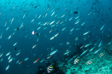 School of small fish being hunted by large fish in clear blue water