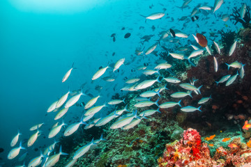 Obraz na płótnie Canvas School of fish swimming around coral reef