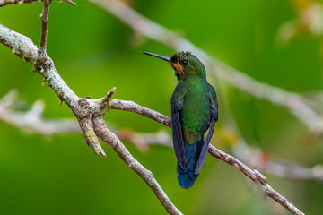 Fototapeta premium Green Violet-ear (Colibri thalassinus) hummingbird in flight isolated on a green background in Costa Rica