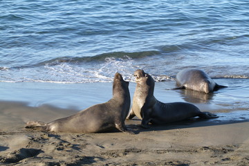 Cute elephant seals on the beach in USA, California