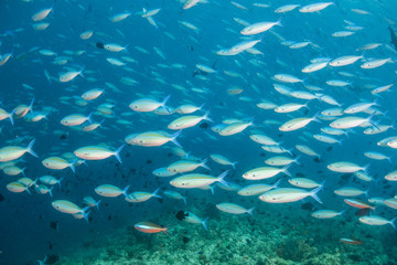 Fototapeta na wymiar School of small fish being hunted by large fish in clear blue water