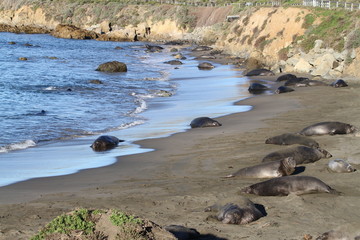 Cute elephant seals on the beach in USA, California