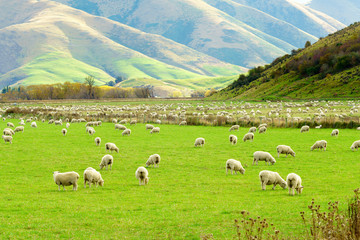 Obraz premium Flock of sheep in farmlandl, New Zealand.