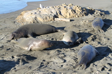 Fototapeta premium Cute elephant seals on the beach in USA, California
