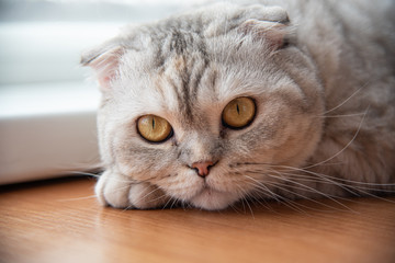 Scottish fold cat lies near the window
