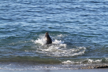 Obraz premium Cute elephant seals on the beach in USA, California