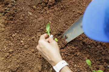 Working in the organic vegetable garden, taking care of young seedlings and transplanting young plants into the garden soil.	