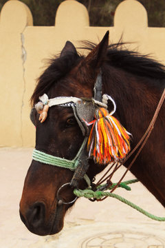 Caballo con adornos parado antes de retomar un paseo por el desierto