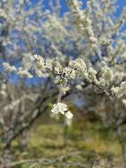 Weiße blühende Blumen mit Ast bei blauem Himmel, im Frühling bei Sonnenschein aus dem Garten im Frühling bei Weinbergen mit Aussicht auf Stuttgart
beim Wald
